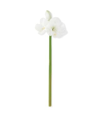 28 Inch Real Touch White Amaryllis Stem
