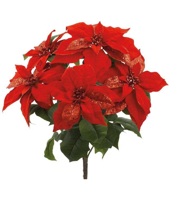 23" Sparkle Poinsettia Bush x5