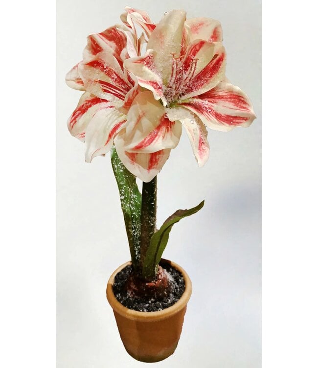 15in Ice Potted Amaryllis