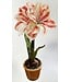 15in Ice Potted Amaryllis