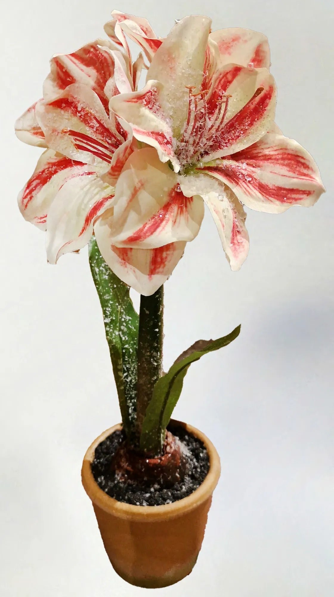 15in Ice Potted Amaryllis - Amber Marie and Company