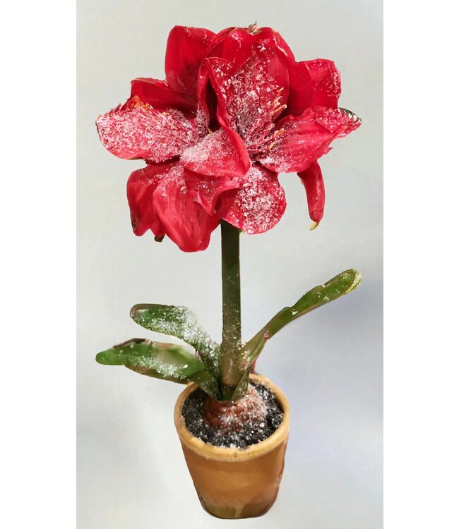 15in Ice Potted Amaryllis
