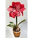 15in Ice Potted Amaryllis