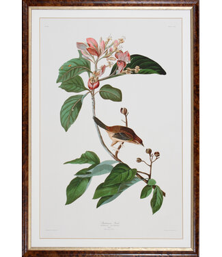 BACHMANS FINCH Giclee Print