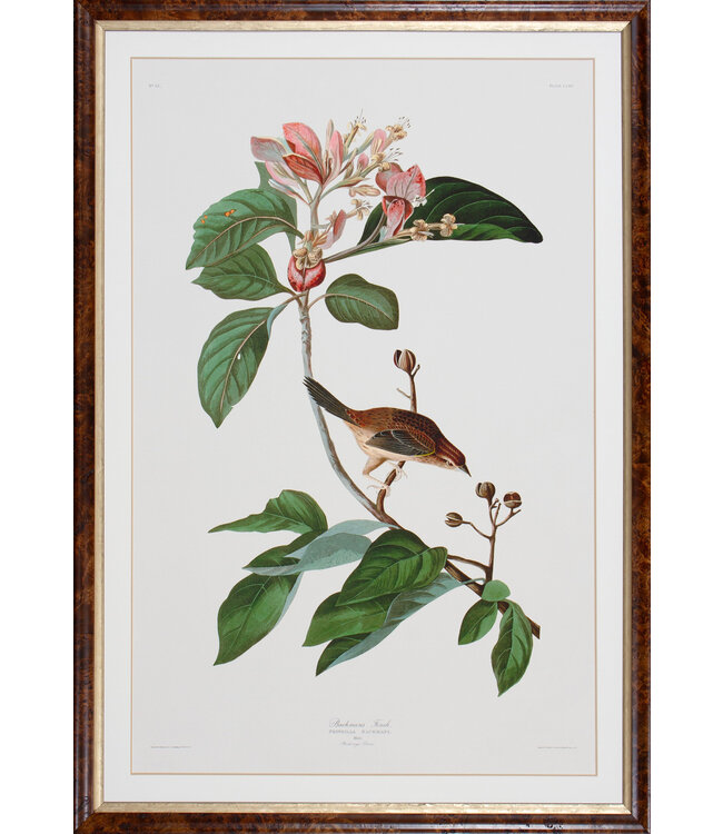 BACHMANS FINCH Giclee Print
