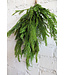 20” Cyprus/Norfolk Pine Bundle