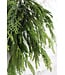 20” Cyprus/Norfolk Pine Bundle