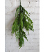 38" Natural Touch Norfolk Pine Spray