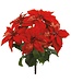 23" Sparkle Poinsettia Bush x5
