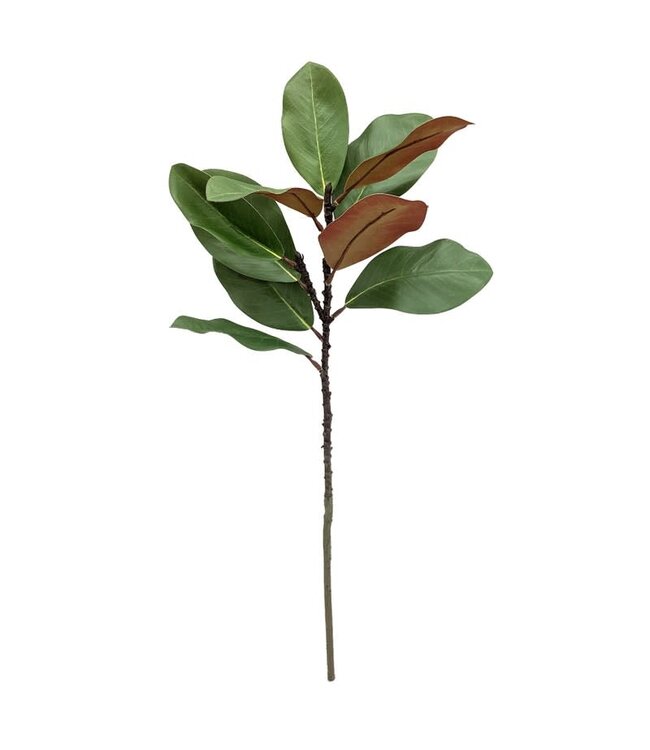 Magnolia Stem Green