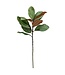 Magnolia Stem Green