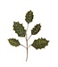 Green Holly Pick