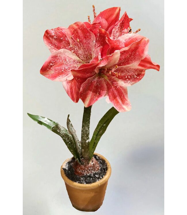 15in Ice Potted Amaryllis