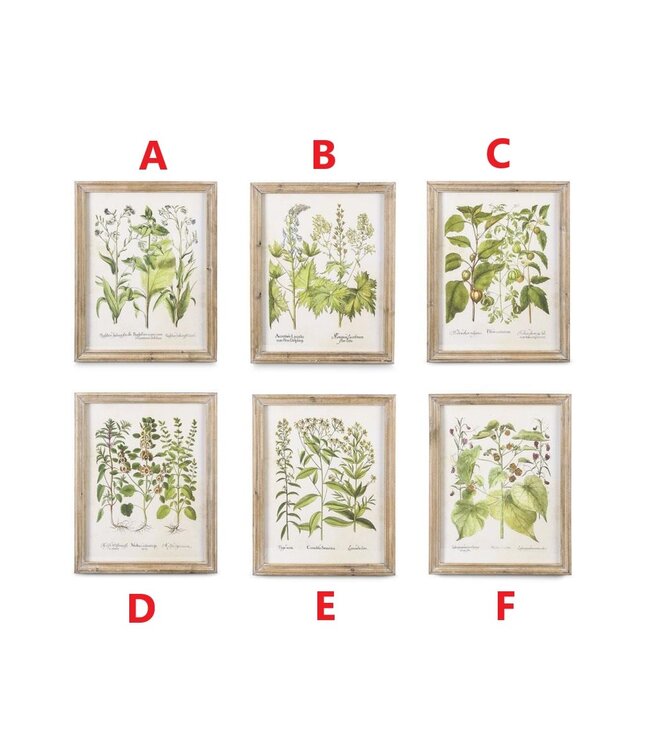 23 Inch Wood Framed Botanical Prints