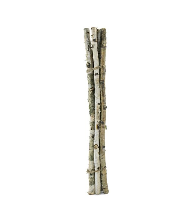 D1'' H 31.5'' Birch Wood Vase Filler