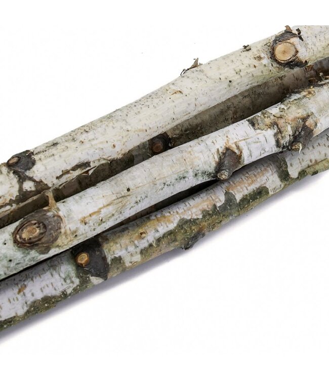 D1'' H 31.5'' Birch Wood Vase Filler