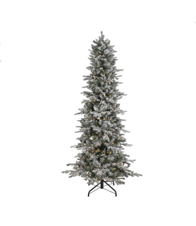 BECKY 7' SNOWTIP ASPEN TREE