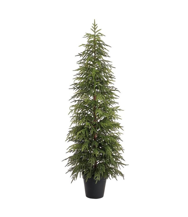 6' Willow Pine Tree in Plastic Pot Green