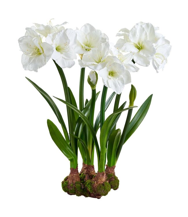 30" Amaryllis With Bulb And Moss White