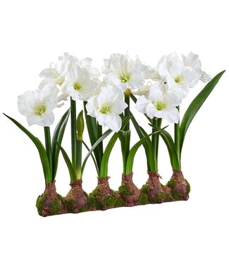 22" Standing Amaryllis With Bulb White