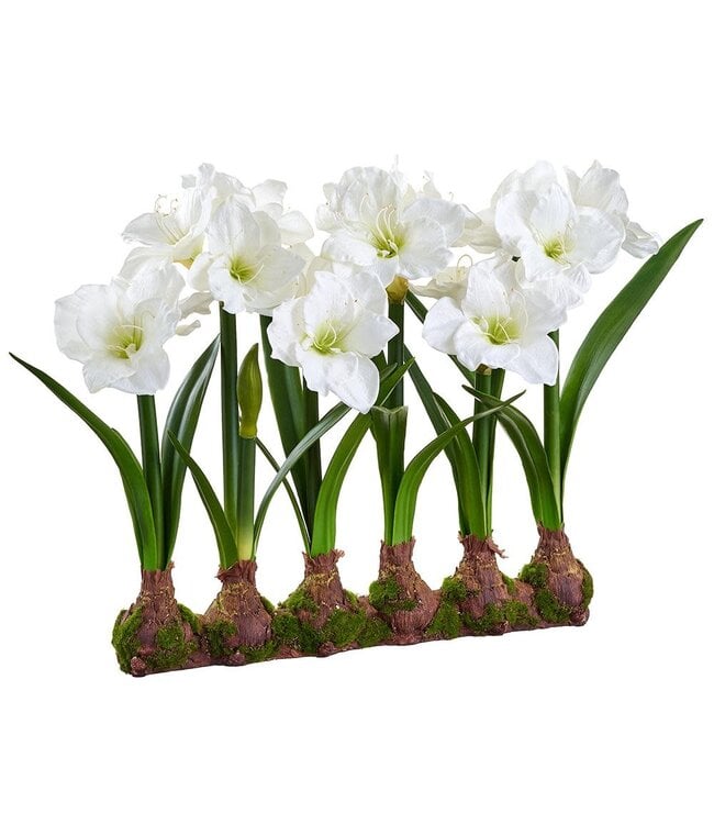 22" Standing Amaryllis With Bulb White