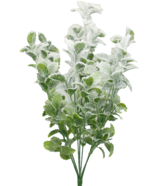 Snowy Mint Bush