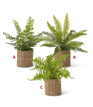 Ferns in Round Woven Basket - Sold Individually