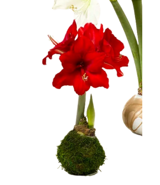 Amaryllis Bulb Red Lion Flower with Green Moss