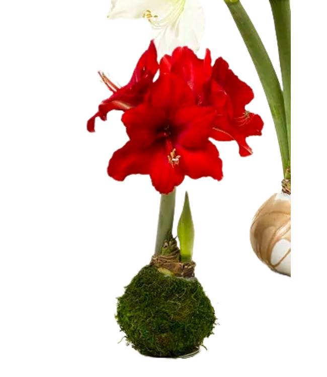 Amaryllis Bulb Red Lion Flower with Green Moss