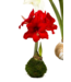 Amaryllis Bulb Red Lion Flower with Green Moss