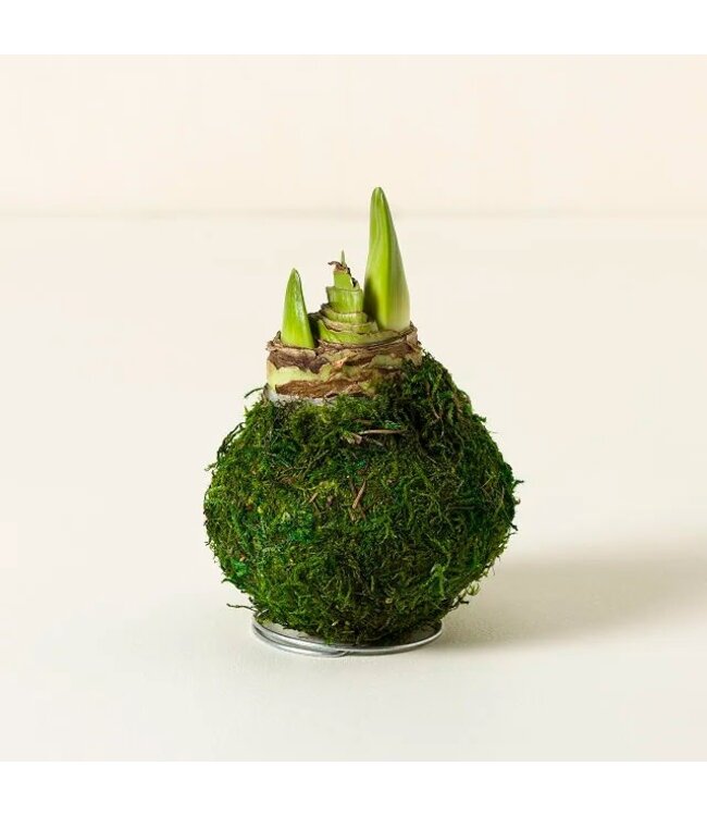 Amaryllis Bulb Red Lion Flower with Green Moss