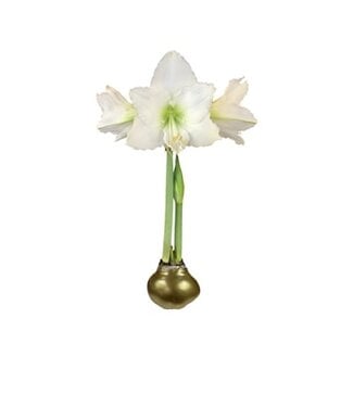 Amaryllis Bulb White Flower Gold Lacquer