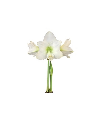 Amaryllis Bulb White Flower Moss Base