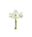 Amaryllis Bulb White Flower Moss Base