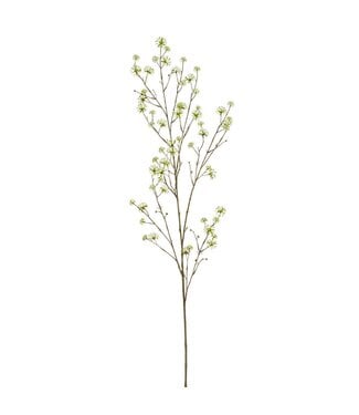 55 Inch Cornus Spray Cream