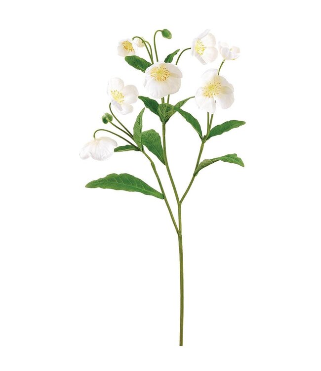 47 Inch Helleborus Spray