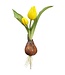 8 Inch Tulip Spray With Bulb