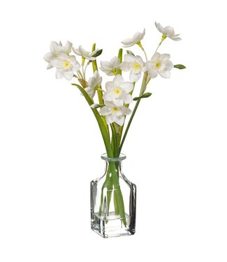 White Daffodil in Clear Vase