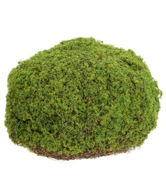 Moss Bun Green