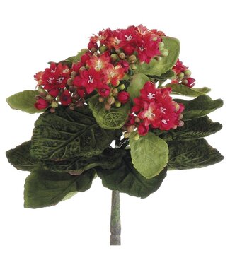 9 Inch Mini Kalanchoe Bush