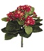 9 Inch Mini Kalanchoe Bush