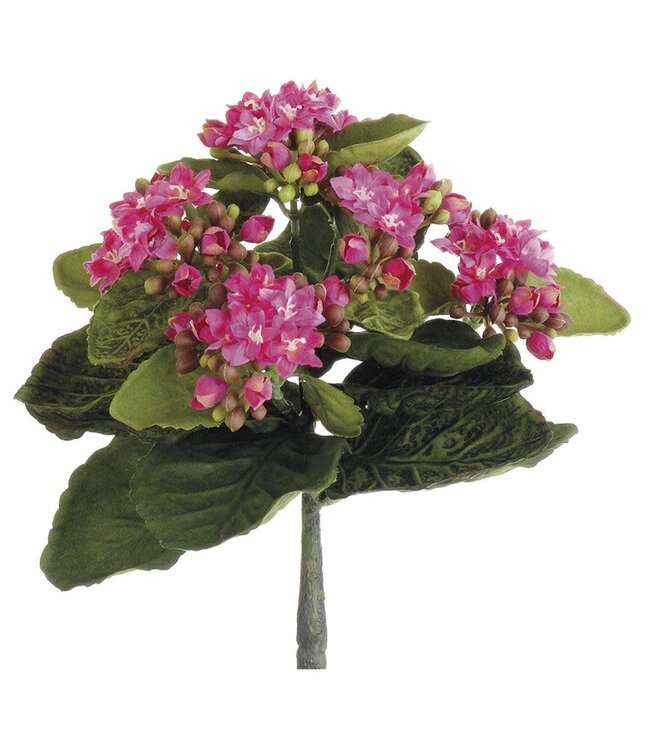 9 Inch Mini Kalanchoe Bush