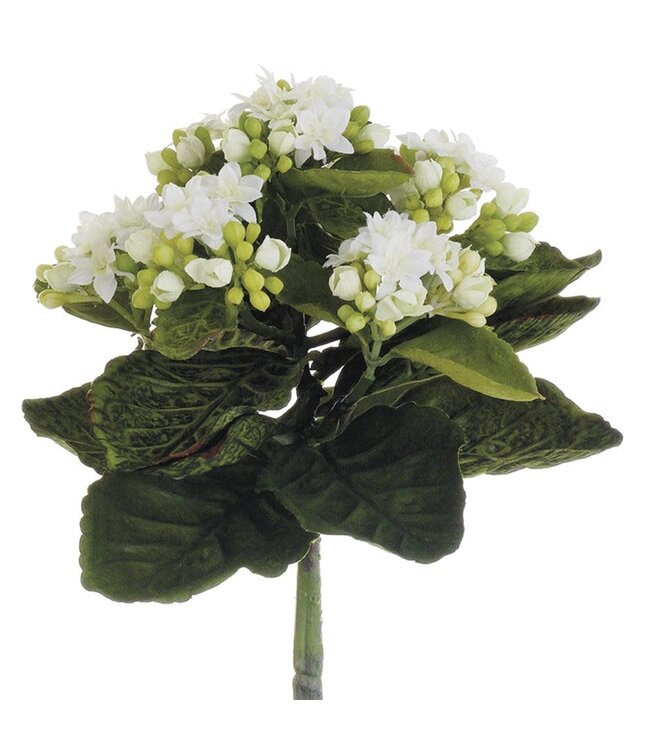 9 Inch Mini Kalanchoe Bush