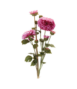 23.5"H Zinnia Bundle