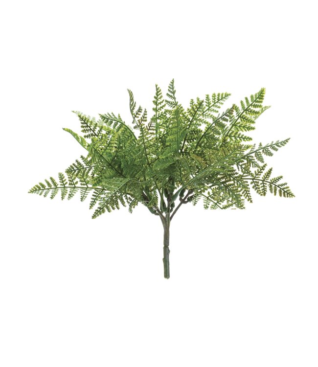 Fern Bush - Sold Individually