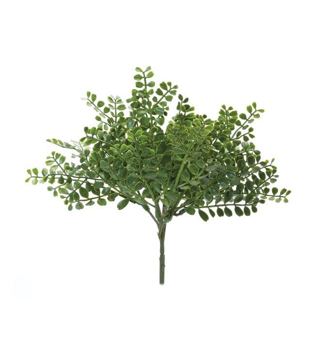 Fern Bush - Sold Individually