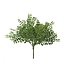 Fern Bush - Sold Individually