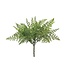 Fern Bush - Sold Individually