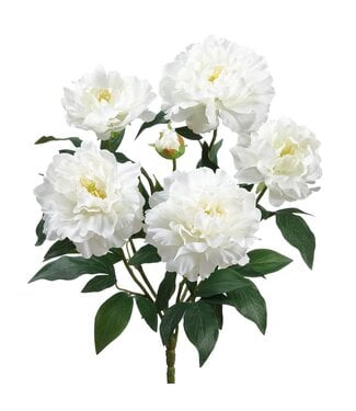 18 Inch Peony Bush