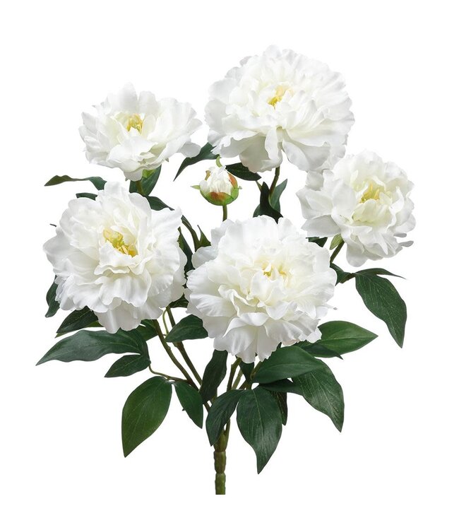 18 Inch Peony Bush